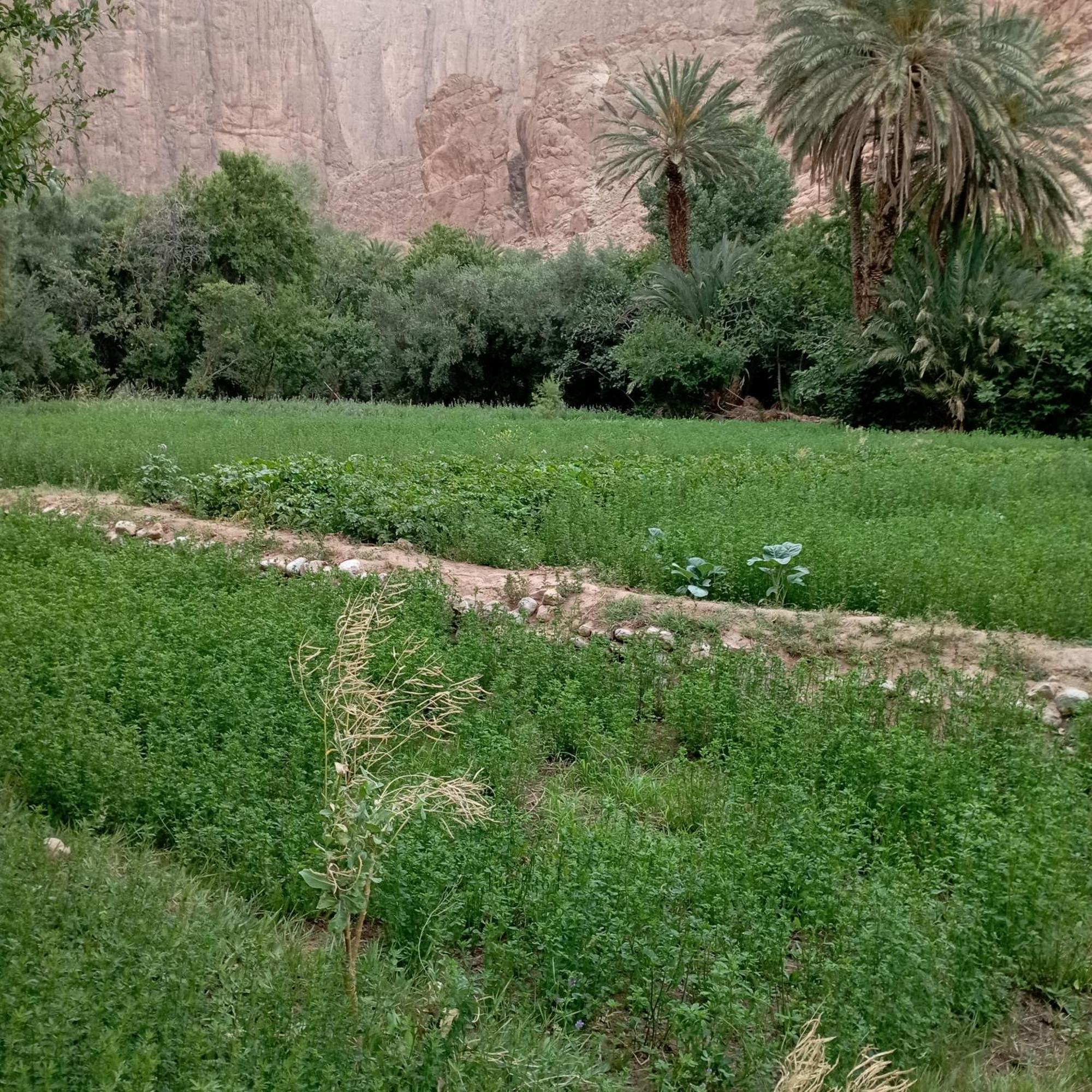 Riad La Fleur Aït Baha Rom bilde